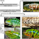 Illustration for article titled Chameleons Are So Good At Hiding, We Didnt Know They Were 10 Species
